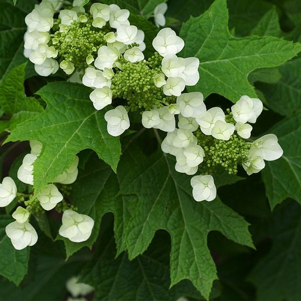 Blüten und Blätter der Garten-Eichenblatt-Hortensie