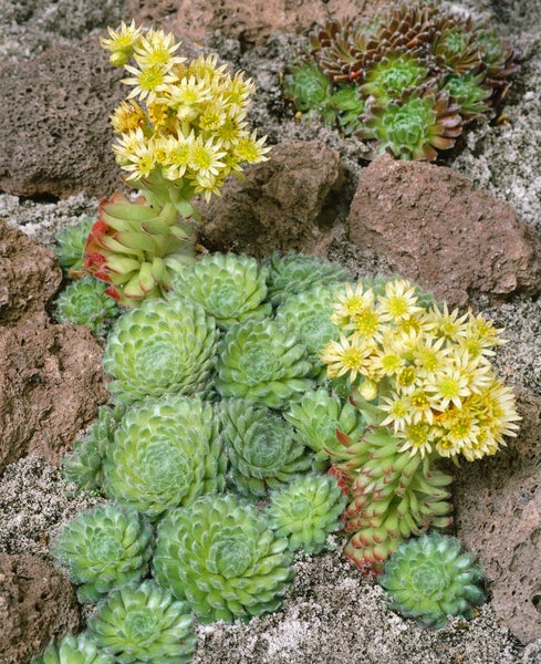 Sempervivum ciliosum 'Borisii', Hauswurz, ca. 9x9 cm Topf