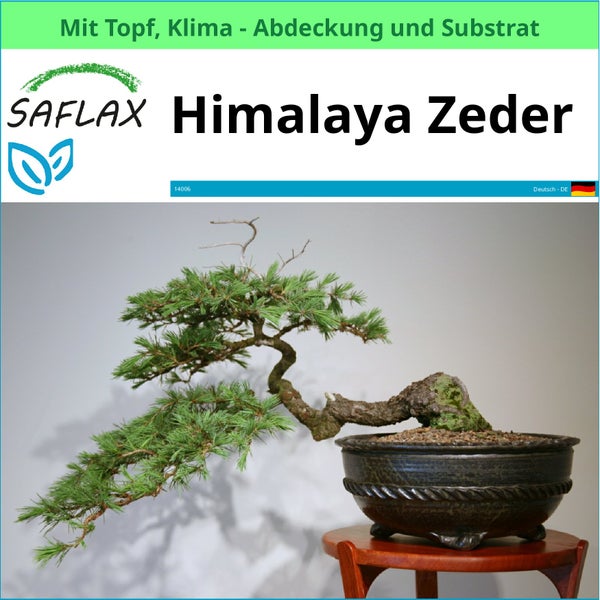 Himalaya Zeder Bonsai im Topf auf einem kleinen Tisch