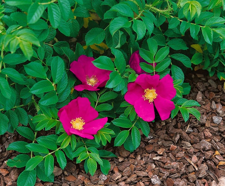 Rosa rugosa 'Rubra', Kartoffelrose, rot, 40–60 cm