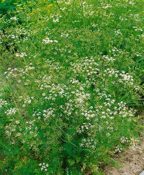 Blühende Kümmelpflanze im Garten.