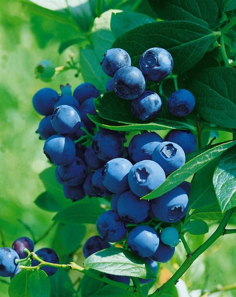 Eine Nahaufnahme von reifen Heidelbeeren am Strauch mit grünen Blättern.
