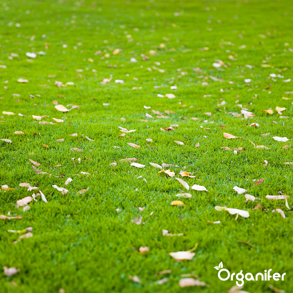 Rasendünger All-In-One (20x = 400 kg für 8.000 m2) - Organifer