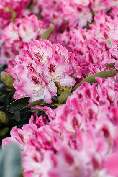 Rhododendron Hybr. 'Helen Martin', rosa Blüten, 40–50 cm