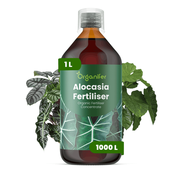 Organifer Alocasia Dünger, organisches Düngerkonzentrat, 1 Liter Flasche ausreichend für 1000 Liter.