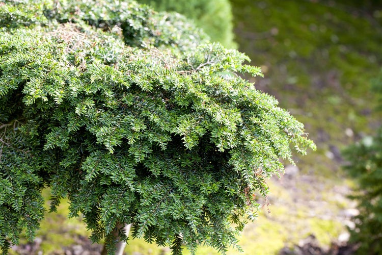 Tsuga canadensis, Kanadische Hemlocktanne, 40–60 cm