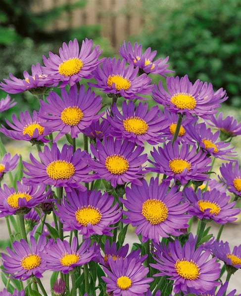 Aster alpinus 'Dunkle Schöne', Alpenaster, violett, ca. 9x9 cm Topf