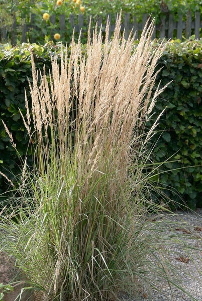 Calamagrostis x acutiflora 'Karl Foerster', Reitgras, 3-5 Liter Container