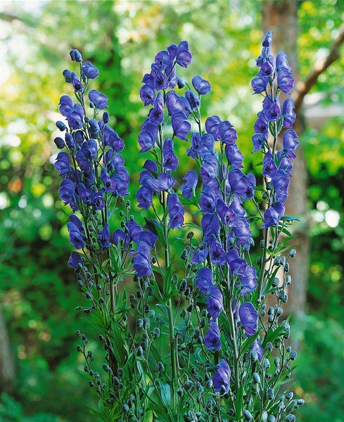 Aconitum napellus 'Kleiner Ritter', Eisenhut, blau, ca. 11x11 cm Topf