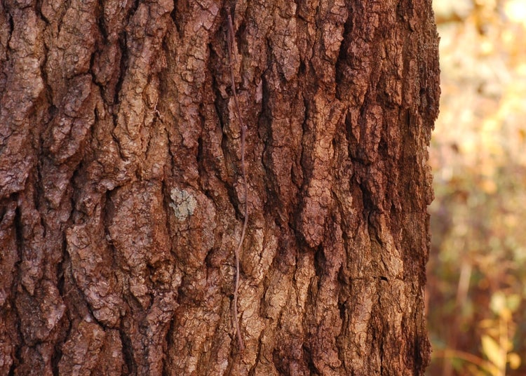SAFLAX  - Amerikanischer Amberbaum - Liquidamber styraciflua - 100 Samen