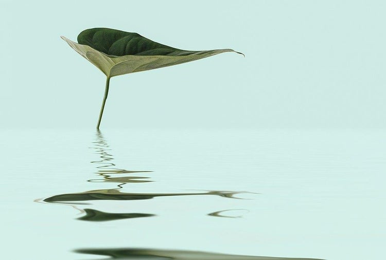 Wandbild mit minimalistischem Motiv eines grünen Blattes, das sich in ruhigem Wasser spiegelt.