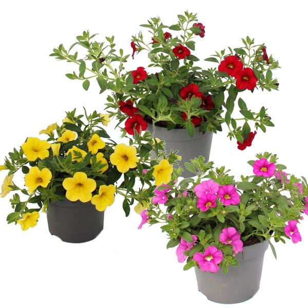 Drei Zauberglöckchen Calibrachoa in grauen Kunststofftöpfen mit roten, gelben und pinken Blüten.