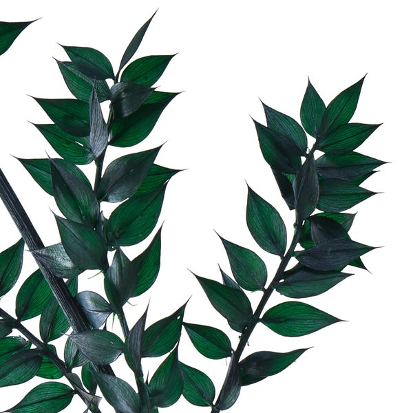 Ruscus-Zweig mit dunkelgrünen, spitzen Blättern für die Dekoration.