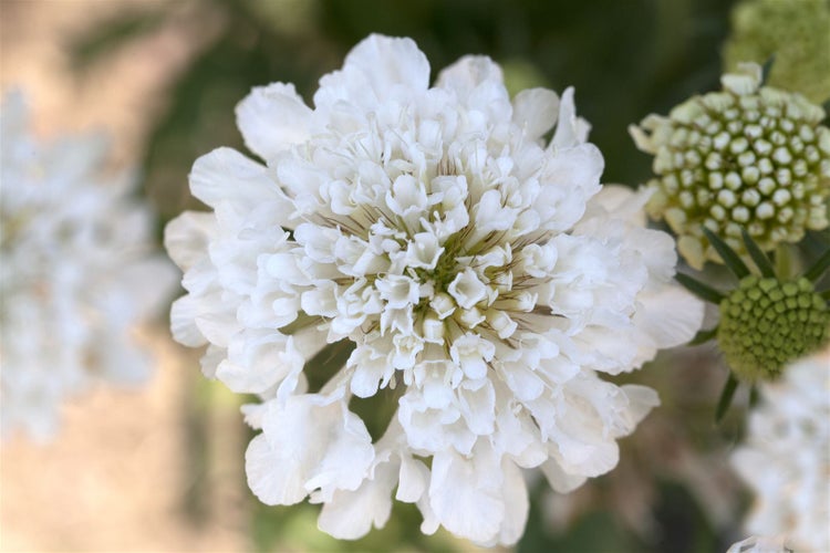 Scabiosa caucasica 'Miss E.Willmott', Skabiose, ca. 9x9 cm Topf