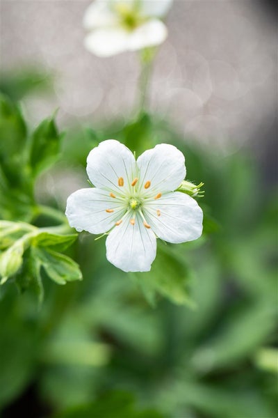 Geranium sanguineum 'Album', Storchschnabel, weiß, ca. 9x9 cm Topf