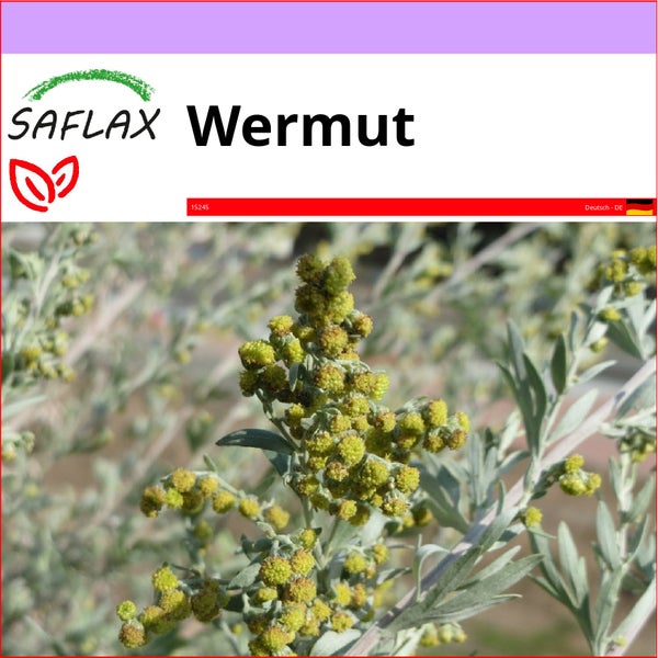 SAFLAX  - Wermut - Artemisia absinthum - 500 Samen