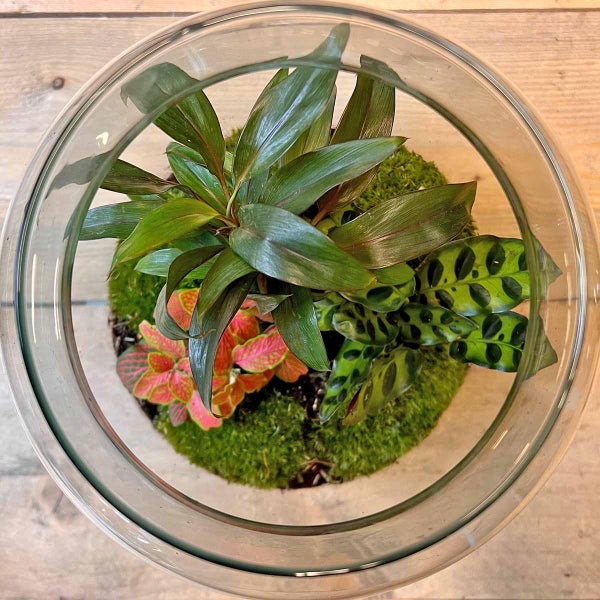 Flaschengarten Milky - DIY Pflanzenterrarium -  30 cm hoch - mit Palme Drachenbaum