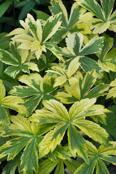 Nahaufnahme einer Elfenblume mit grün-gelben Blättern.