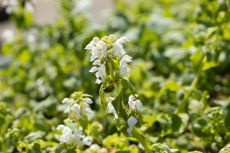 Lamium maculatum 'Album', Silberblatt-Taubnessel, weiß, ca. 9x9 cm Topf