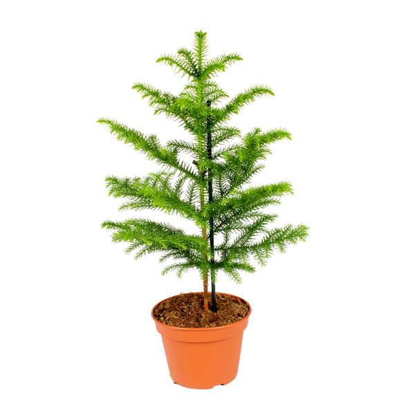 Dekorierter Nadelbaum mit Leiter und Zimmerpflanze im Hintergrund