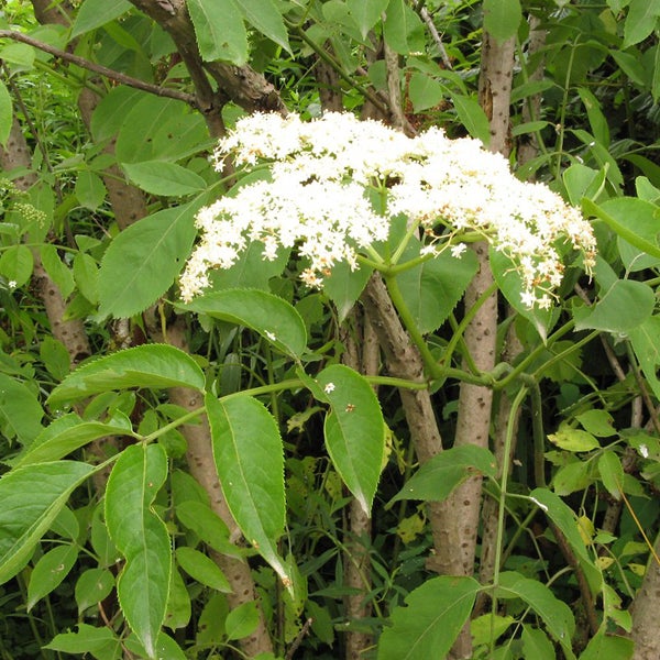 Blühender Holunderstrauch mit weißen Blüten und grünen Blättern