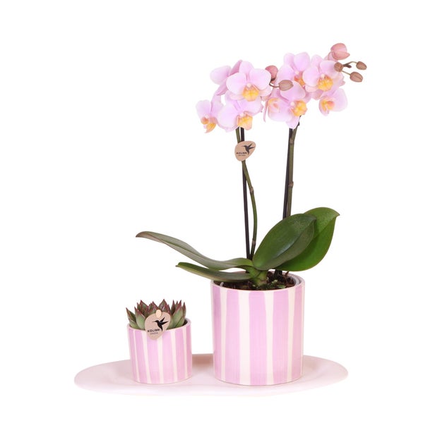 Übertopf-Trio Painted Stripe - Set mit 3 Töpfen - gestreift - Rosa - passend für 6cm Töpfe