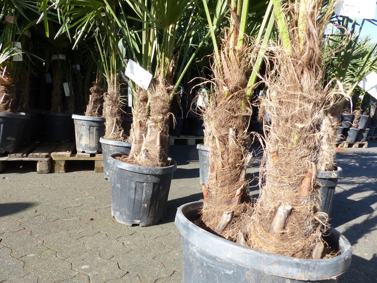 Trachycarpus fortunei Gruppe 150 - 170 cm Palme Hanfpalme, winterhart bis -18°C
