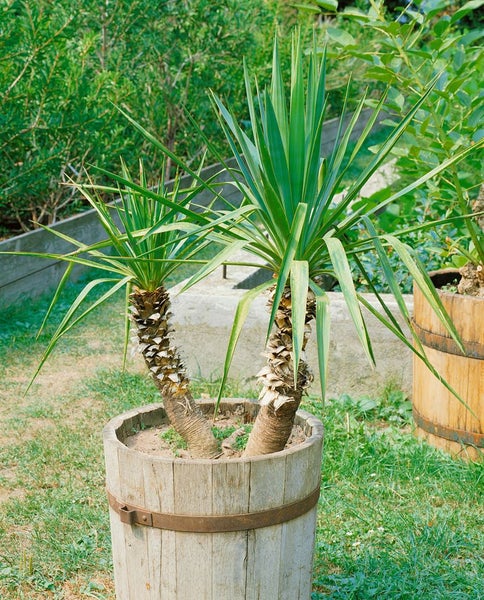 Yucca Palme in einem rustikalen Holzfass auf einer Gartenwiese