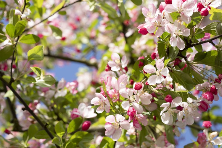 Nahaufnahme eines blühenden Zierapfelbaums mit vielen hellen Blüten und frischen grünen Blättern im Frühling.