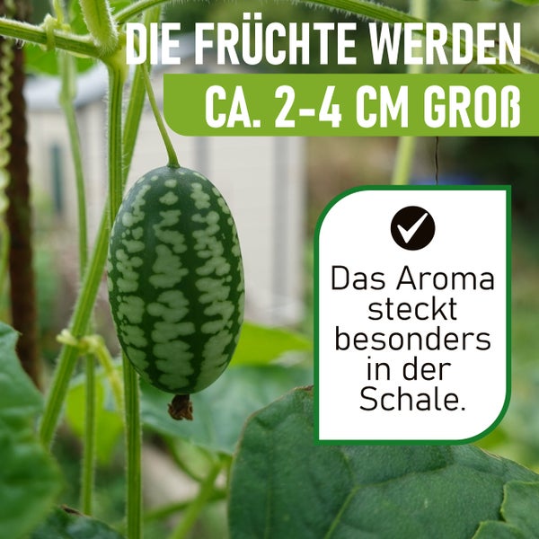 Mexikanische Minigurke an der Pflanze. Die Früchte werden circa 2 bis 4 Zentimeter groß. Das Aroma steckt besonders in der Schale.