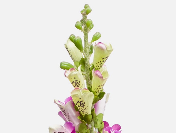 Digitalis Fingerhut mit glockenförmigen Blüten und dunklem Fleckenmuster.