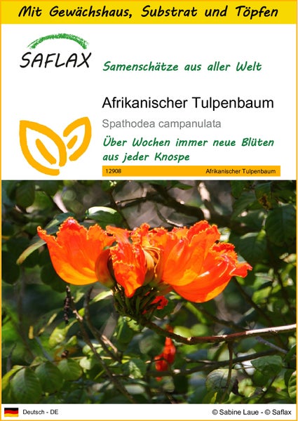 SAFLAX Anzucht Set - Afrikanischer Tulpenbaum - Spathodea campanulata - 30 Samen - Mit Mini-Gewächshaus, Anzuchtsubstrat und 2 Töpfen