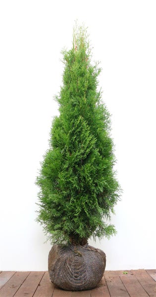 Lebensbaum Thuja Smaragd mit Wurzelballen als immergrüne Heckenpflanze