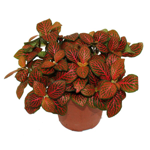 Fittonia Zimmerpflanze im Topf