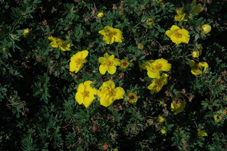 Potentilla 'Goldteppich', Fingerstrauch, gelb, ca. 9x9 cm Topf
