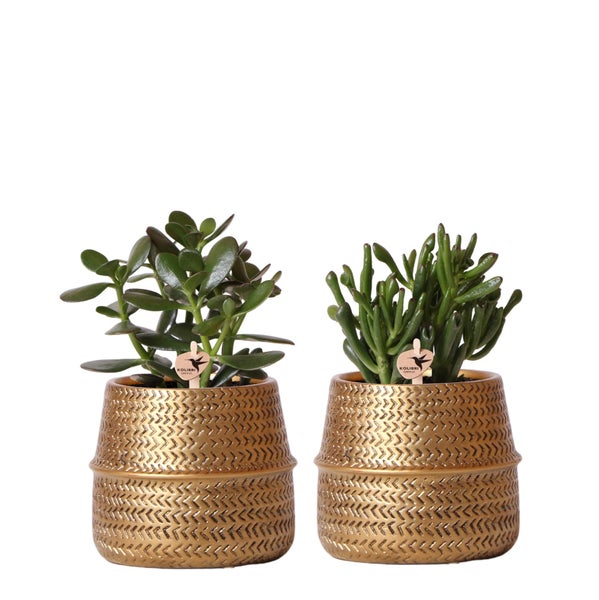 Kolibri Greens Sukkulenten 2er-Set Pflanzen in dekorativen Töpfen mit goldener Rille Keramik-Topfgröße  9cm