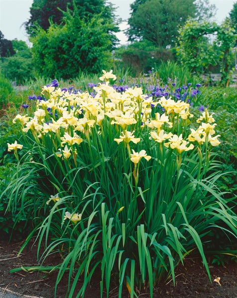 Iris sibirica 'Butter and Sugar', gelb-weiß, ca. 9x9 cm Topf
