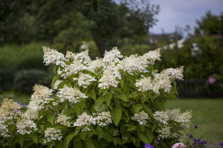 Hydrangea paniculata 'Unique', Rispenhortensie, weiß, 40–60 cm