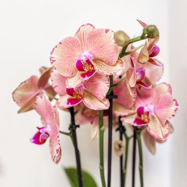 Kolibri Orchideen Orange-Rosa Phalaenopsis Orchidee Jewel Pirate Picotee Topfgröße 12cm frisch vom Züchter
