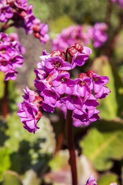 Bergenia cordifolia 'Abendglocken', Riesensteinbrech, rosa, ca. 11x11 cm Topf