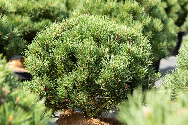 Pinus mugo 'Laurin', Bergkiefer, kompakt, 15–20 cm