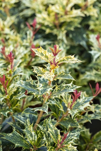 Osmanthus heterophyllus 'Tricolor', Duftblüte, buntes Laub, 20–25 cm