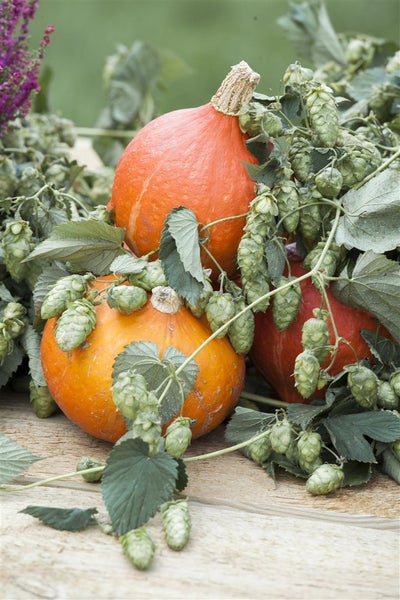 Humulus lupulus, Hopfen, 60–100 cm