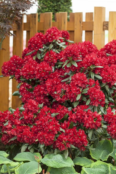 Rhododendron Hybr. 'Sammetglut', leuchtend rot, 30–40 cm