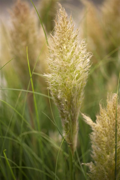 Cortaderia selloana 'Golden Goblin', Pampasgras, goldgrün, ca. 30 L Container