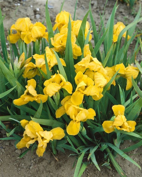 Iris x barb.-nana 'Brassie', Zwergiris, gelb, ca. 11x11 cm Topf