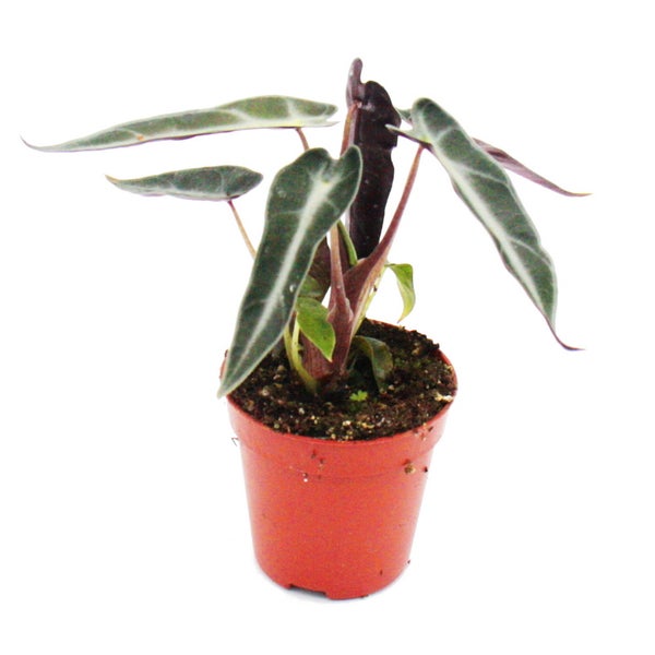 Mini-Pflanzen Set mit 5 grünlaubigen Mini Pflanzen Ideal für kleine Schalen und Gläser Baby-Plant im 5,5cm Topf