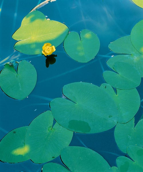 Nuphar lutea, Gelbe Teichrose, ca. 11x11 cm Topf