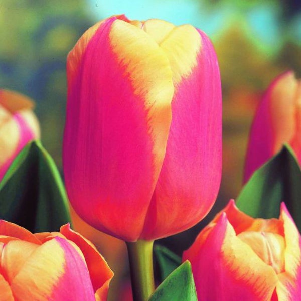 Nahaufnahme einer rosafarbenen Tulpe mit gelbem Rand
