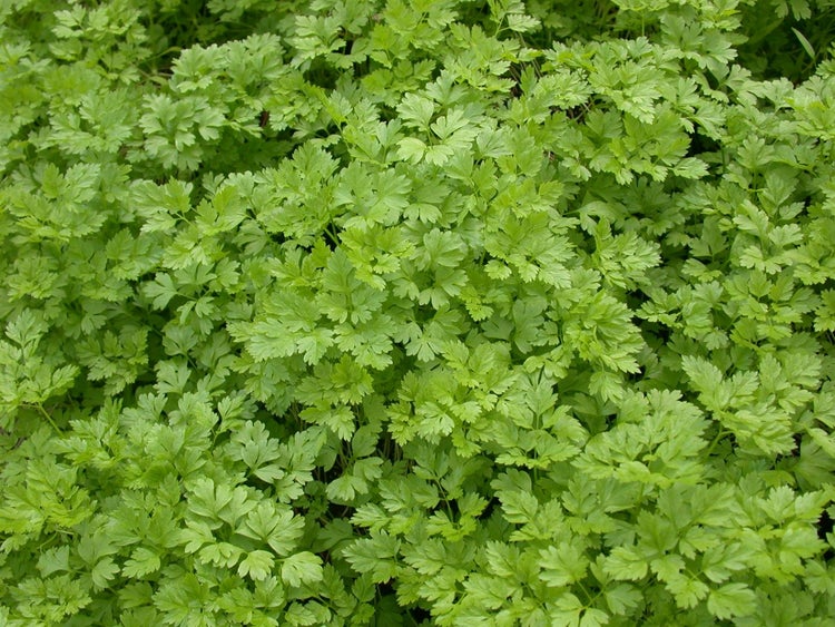 Anthriscus cerefolium, Kerbel, ca. 9x9 cm Topf